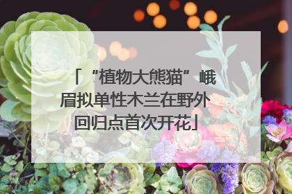 “植物大熊猫”峨眉拟单性木兰在野外回归点首次开花