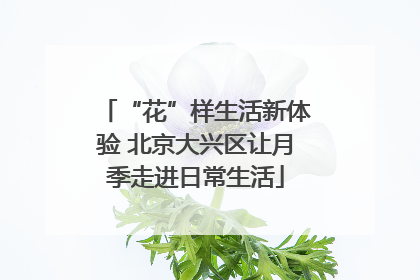 “花”样生活新体验 北京大兴区让月季走进日常生活
