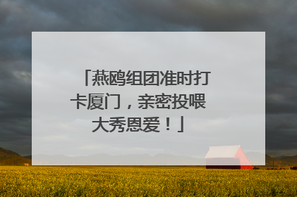 燕鸥组团准时打卡厦门，亲密投喂大秀恩爱！