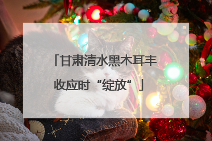 甘肃清水黑木耳丰收应时“绽放”
