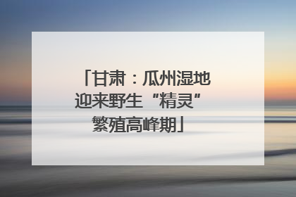 甘肃：瓜州湿地迎来野生“精灵”繁殖高峰期