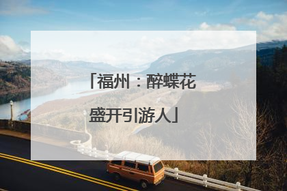 福州：醉蝶花盛开引游人