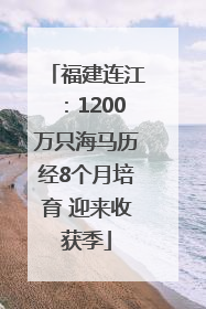 福建连江：1200万只海马历经8个月培育 迎来收获季