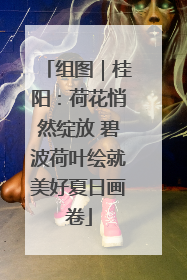 组图｜桂阳：荷花悄然绽放 碧波荷叶绘就美好夏日画卷
