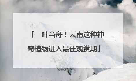 一叶当舟！云南这种神奇植物进入最佳观赏期