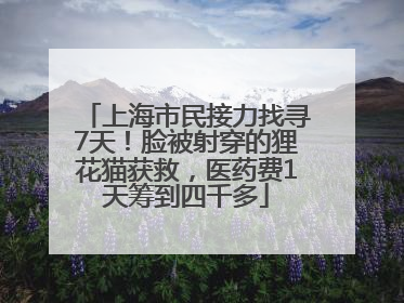 上海市民接力找寻7天！脸被射穿的狸花猫获救，医药费1天筹到四千多