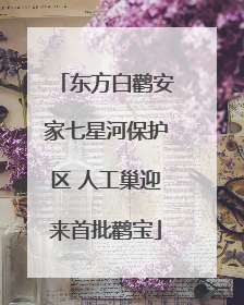 东方白鹳安家七星河保护区 人工巢迎来首批鹳宝