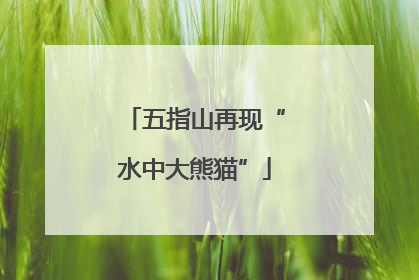 五指山再现“水中大熊猫”