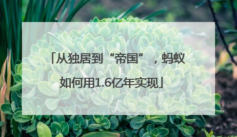 从独居到“帝国”，蚂蚁如何用1.6亿年实现
