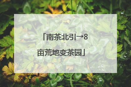 南茶北引→8亩荒地变茶园
