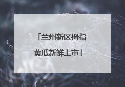 兰州新区拇指黄瓜新鲜上市