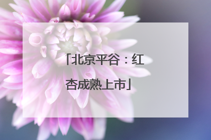 北京平谷：红杏成熟上市