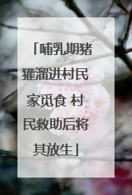 哺乳期猪獾溜进村民家觅食 村民救助后将其放生