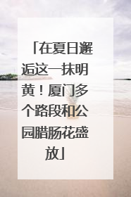 在夏日邂逅这一抹明黄！厦门多个路段和公园腊肠花盛放