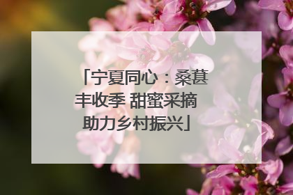 宁夏同心：桑葚丰收季 甜蜜采摘助力乡村振兴