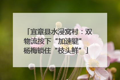 宜章县水浸窝村：双物流按下“加速键” 杨梅锁住“枝头鲜”