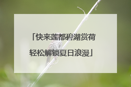 快来莲都碧湖赏荷 轻松解锁夏日浪漫