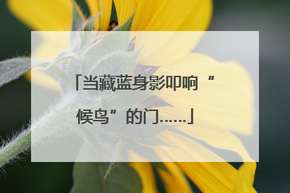 当藏蓝身影叩响“候鸟”的门……