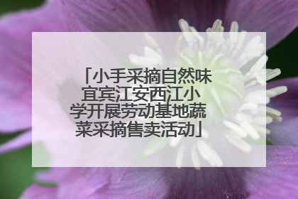小手采摘自然味 宜宾江安西江小学开展劳动基地蔬菜采摘售卖活动