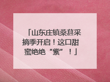 山东庄镇桑葚采摘季开启！这口甜蜜绝绝“紫”！