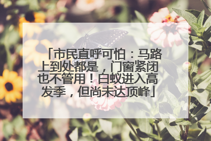 市民直呼可怕：马路上到处都是，门窗紧闭也不管用！白蚁进入高发季，但尚未达顶峰