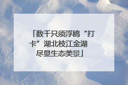 数千只须浮鸥“打卡”湖北枝江金湖 尽显生态美景