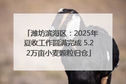 潍坊滨海区：2025年夏收工作圆满完成 5.22万亩小麦颗粒归仓