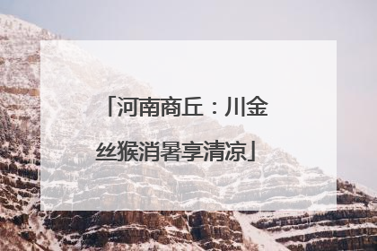 河南商丘：川金丝猴消暑享清凉