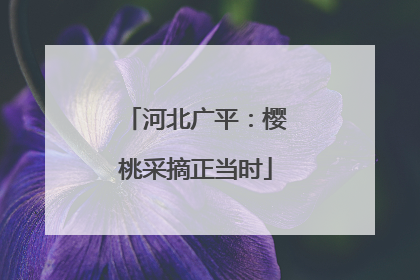 河北广平：樱桃采摘正当时