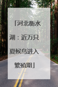 河北衡水湖：近万只夏候鸟进入繁殖期