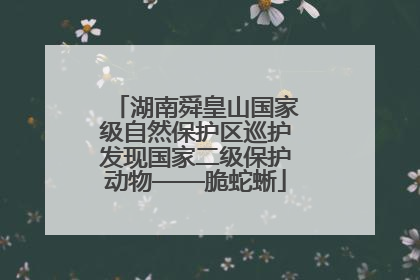 湖南舜皇山国家级自然保护区巡护发现国家二级保护动物——脆蛇蜥