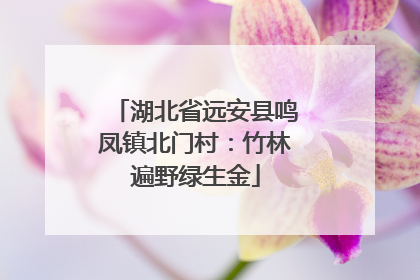 湖北省远安县鸣凤镇北门村：竹林遍野绿生金