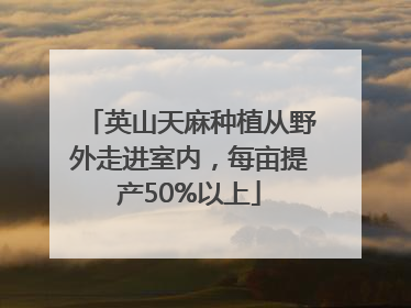 英山天麻种植从野外走进室内，每亩提产50%以上