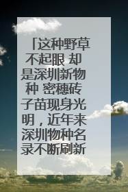 这种野草不起眼 却是深圳新物种 密穗砖子苗现身光明，近年来深圳物种名录不断刷新