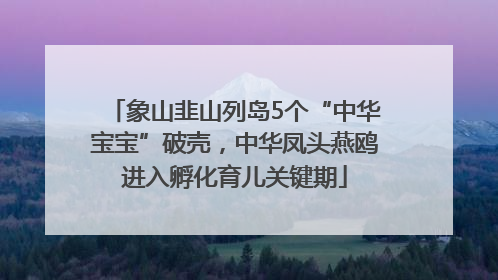 象山韭山列岛5个“中华宝宝”破壳，中华凤头燕鸥进入孵化育儿关键期