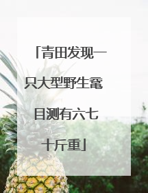 青田发现一只大型野生鼋 目测有六七十斤重