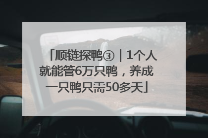 顺链探鸭③｜1个人就能管6万只鸭，养成一只鸭只需50多天