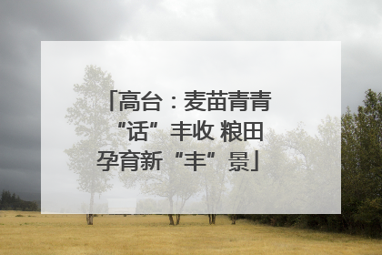 高台：麦苗青青“话”丰收 粮田孕育新“丰”景