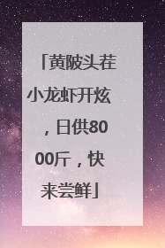 黄陂头茬小龙虾开炫，日供8000斤，快来尝鲜