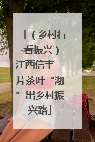 （乡村行·看振兴）江西信丰一片茶叶“沏”出乡村振兴路
